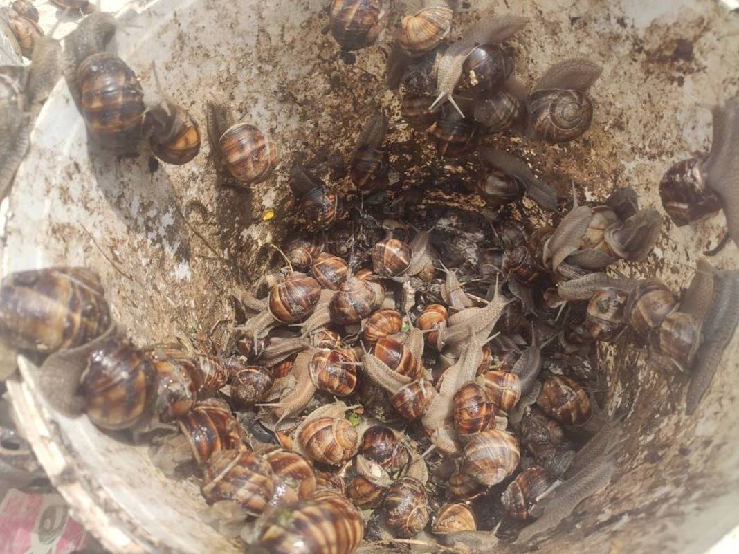 Karadeniz'de yetiştiriliyor, Avrupa ve Uzak Doğu'ya tonlarca satılıyor! Bölge halkının en büyük gelir kapısı 8